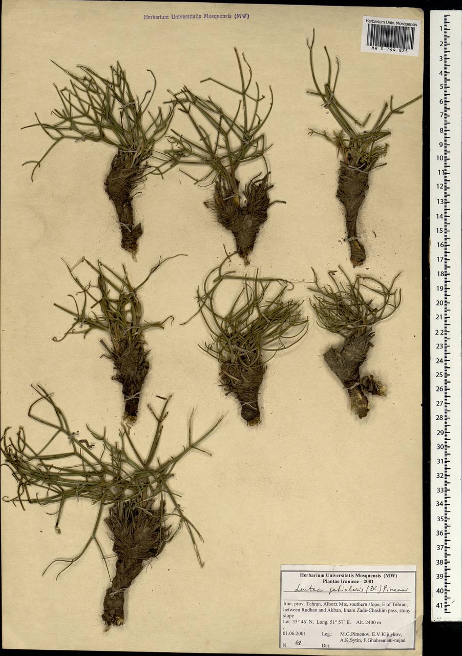 Leutea petiolaris (DC.) Pimenov, Зарубежная Азия (ASIA) (Иран)