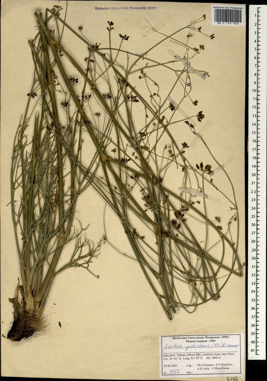 Leutea petiolaris (DC.) Pimenov, Зарубежная Азия (ASIA) (Иран)