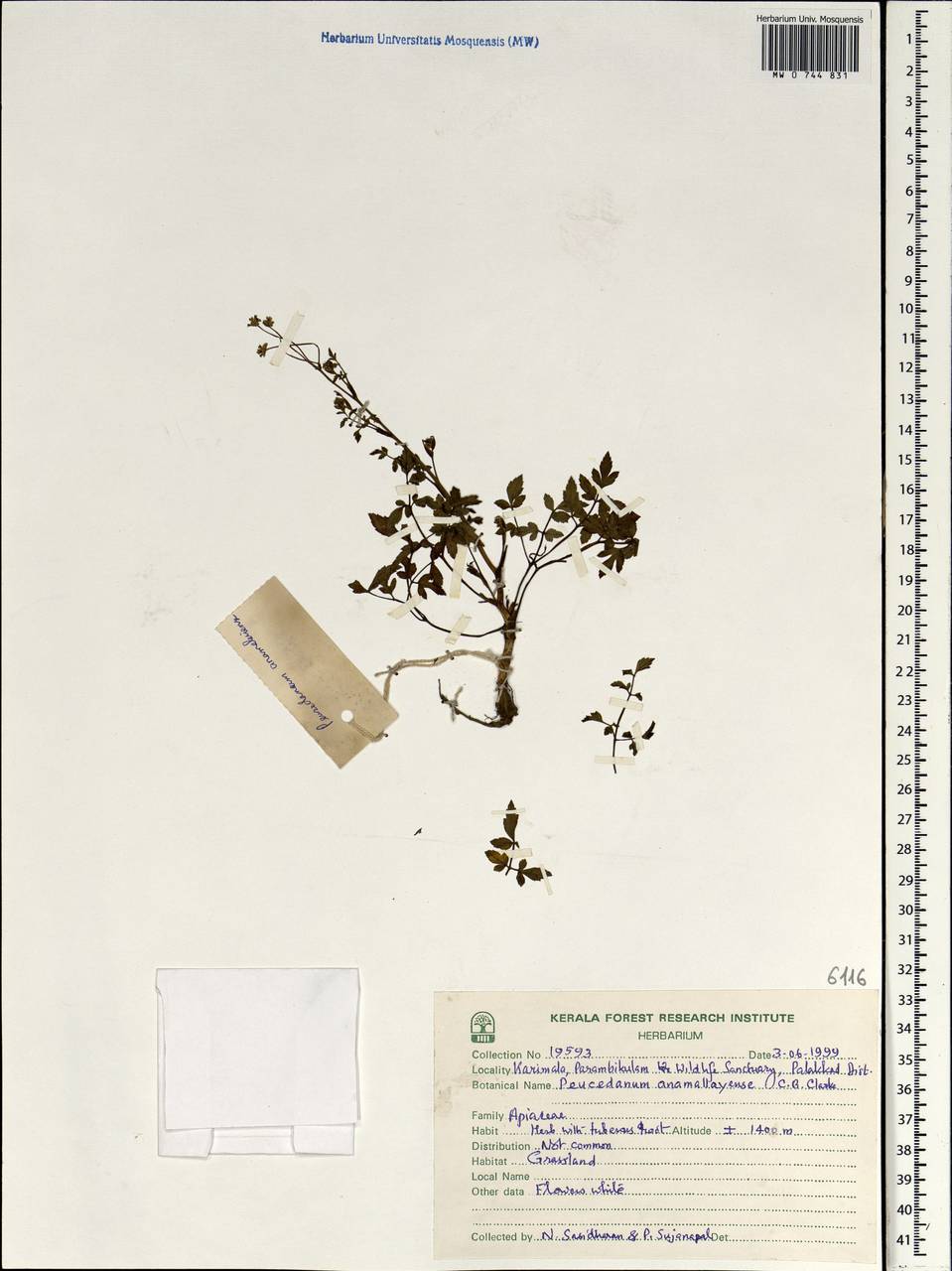 Peucedanum anamallayense C. B. Clarke, Зарубежная Азия (ASIA) (Индия)