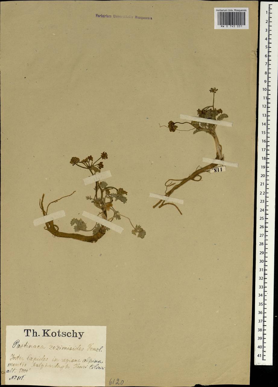 Pastinaca zozimoides Fenzl, Зарубежная Азия (ASIA) (Турция)