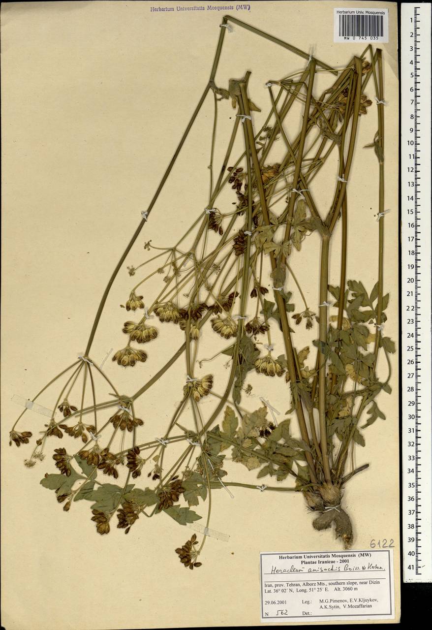 Heracleum anisactis Boiss. & Hohen., Зарубежная Азия (ASIA) (Иран)