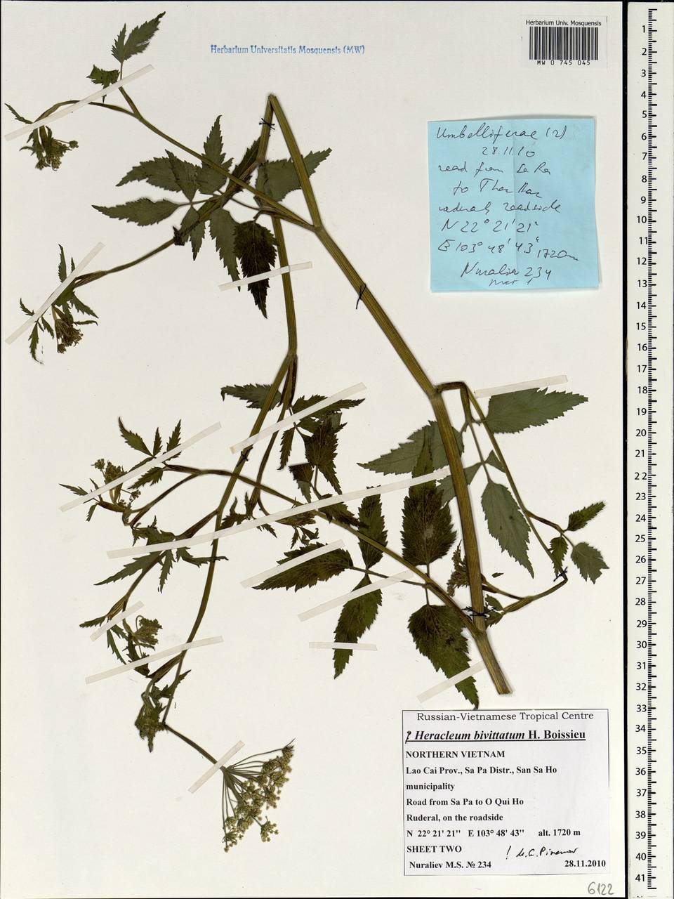 Tetrataenium bivittatum (C. B. Clarke) Manden., Зарубежная Азия (ASIA) (Вьетнам)