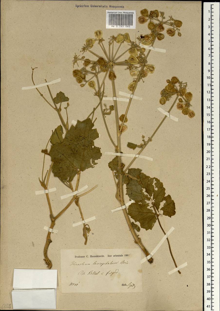 Tetrataenium lasiopetalum (Boiss.) Manden., Зарубежная Азия (ASIA) (Иран)
