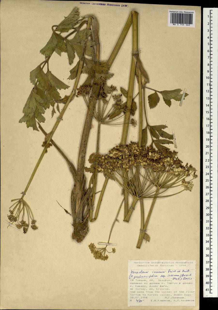 Heracleum incanum Boiss. & A.Huet, Зарубежная Азия (ASIA) (Турция)
