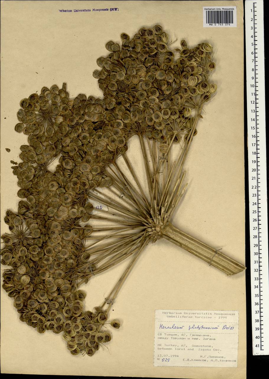 Heracleum platytaenium Boiss., Зарубежная Азия (ASIA) (Турция)
