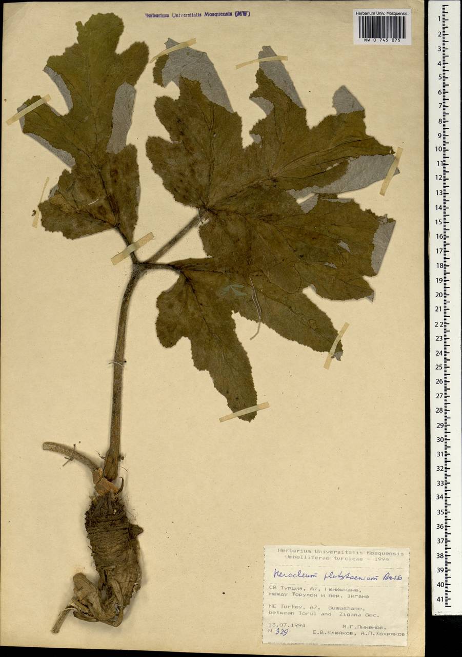 Heracleum platytaenium Boiss., Зарубежная Азия (ASIA) (Турция)