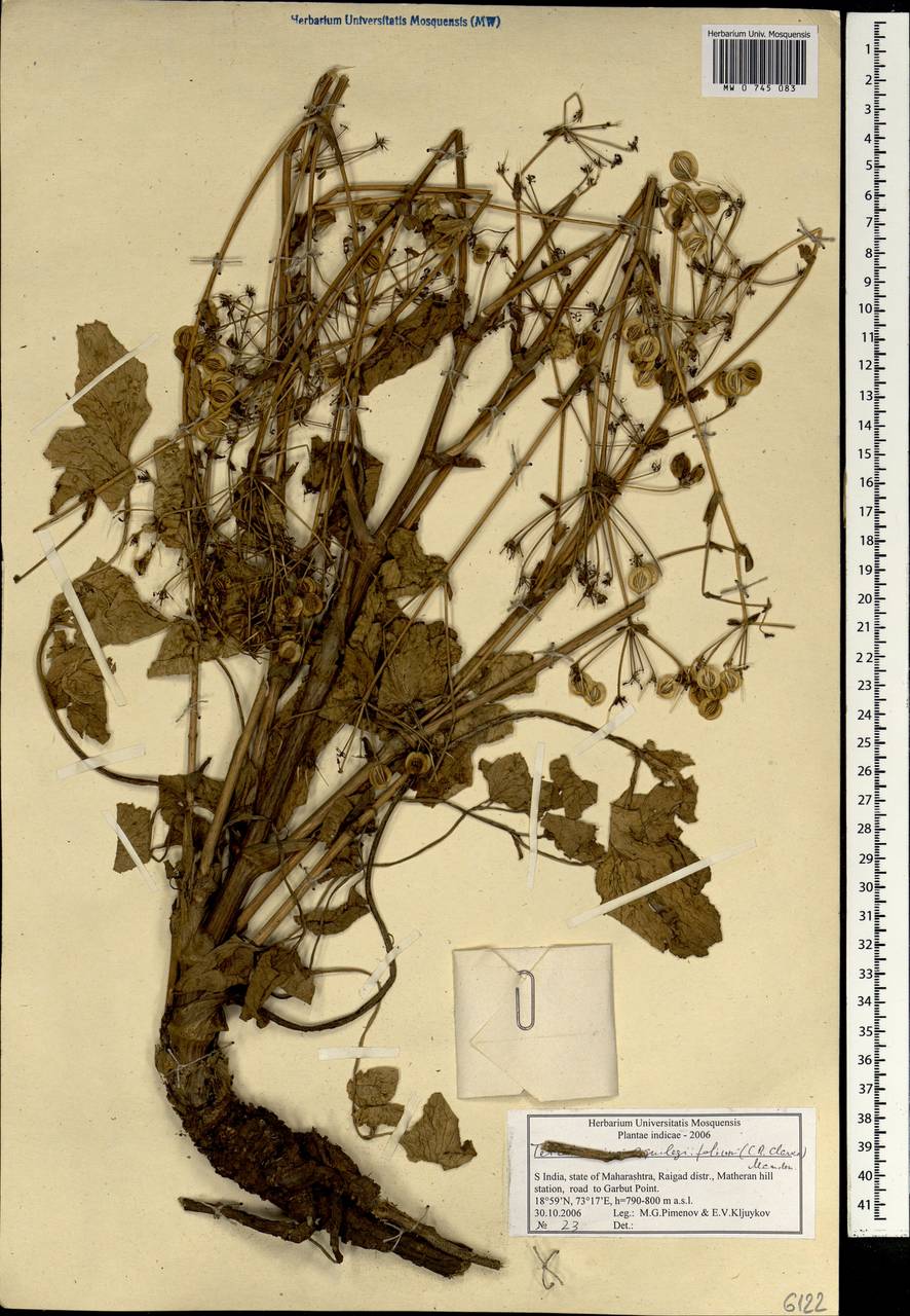 Четырехленточник водосборолистный (C. B. Clarke) Manden., Зарубежная Азия (ASIA) (Индия)