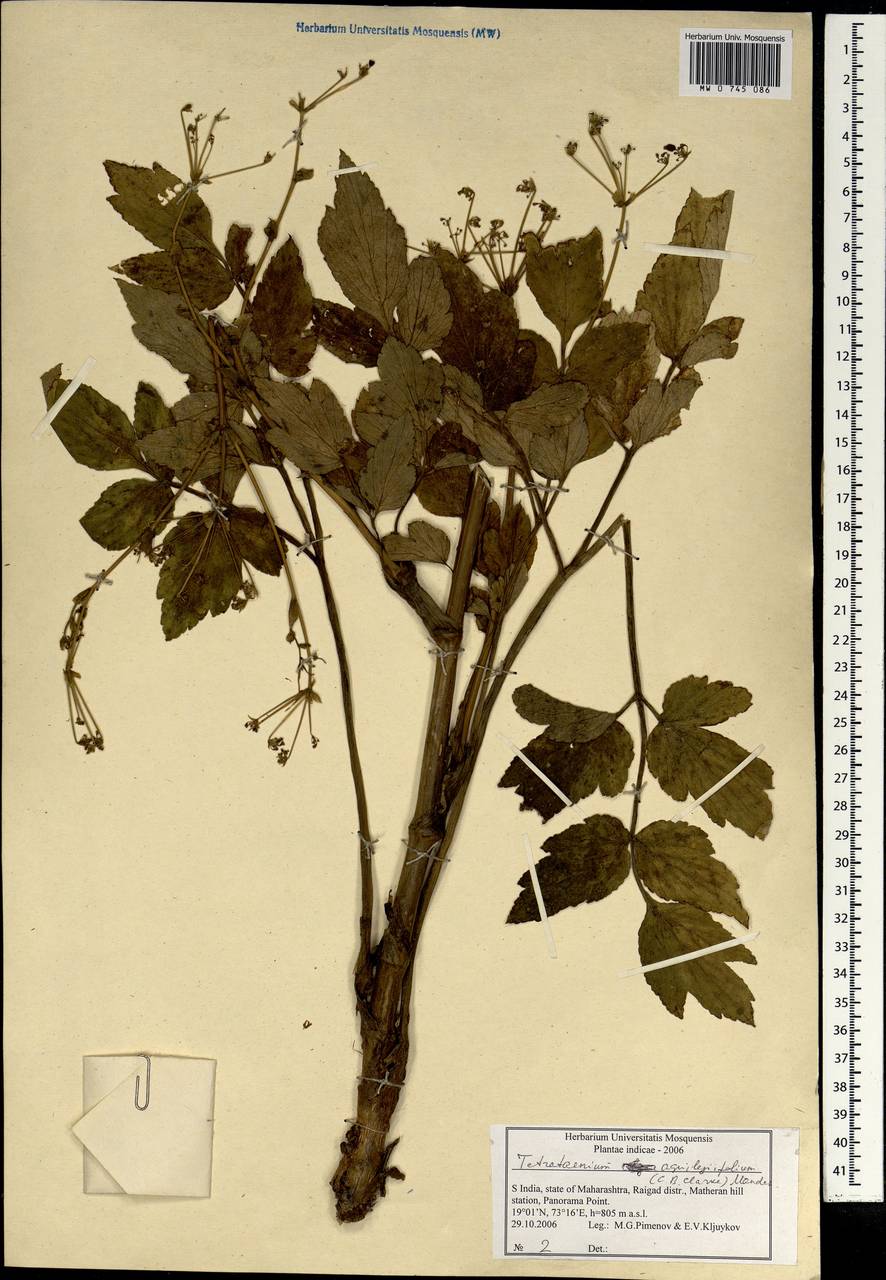 Четырехленточник водосборолистный (C. B. Clarke) Manden., Зарубежная Азия (ASIA) (Индия)