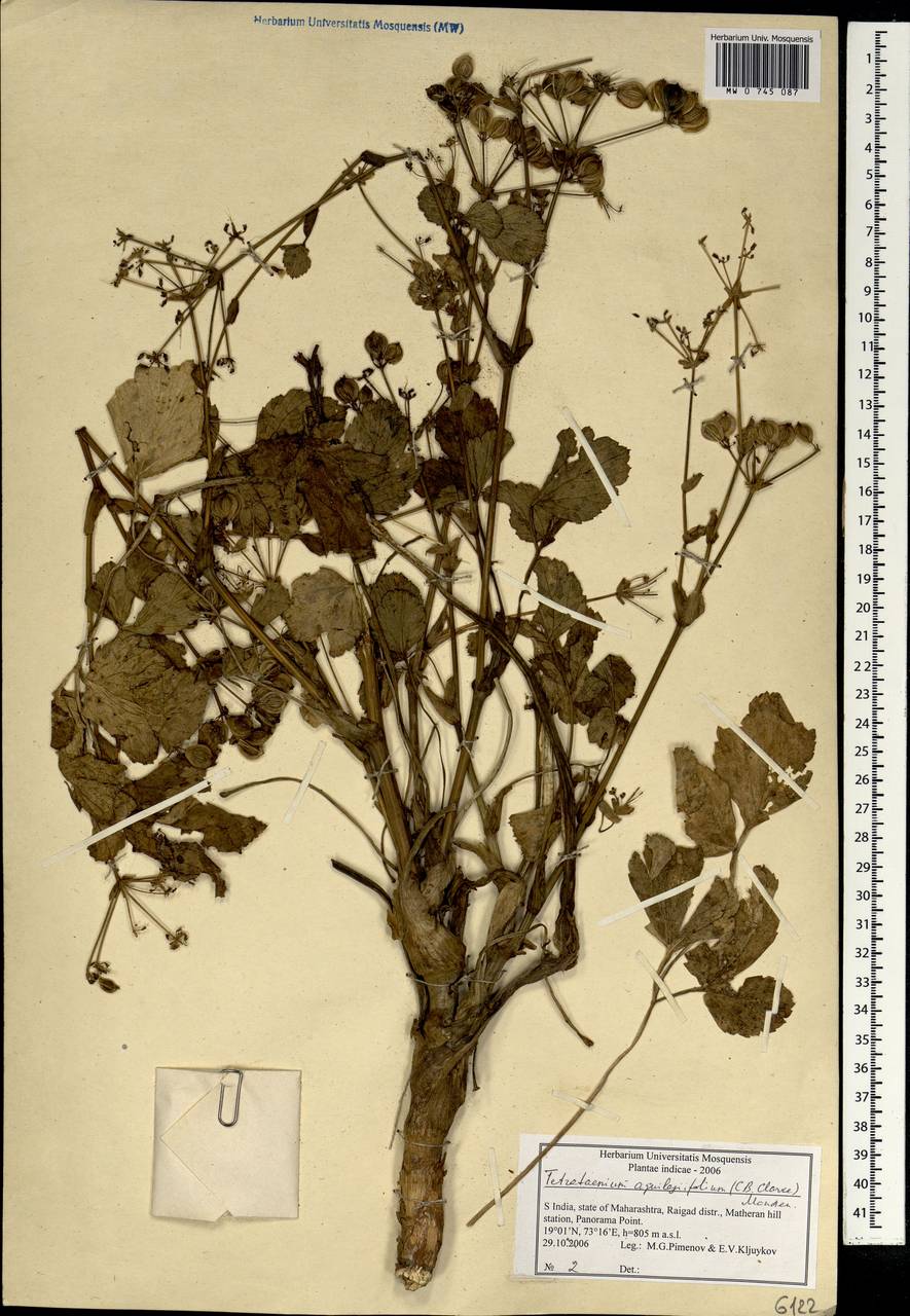 Четырехленточник водосборолистный (C. B. Clarke) Manden., Зарубежная Азия (ASIA) (Индия)