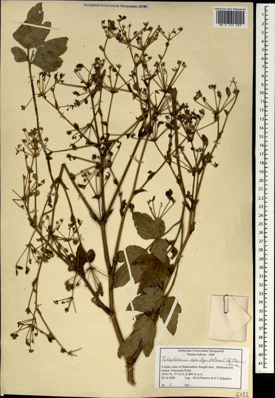 Четырехленточник водосборолистный (C. B. Clarke) Manden., Зарубежная Азия (ASIA) (Индия)