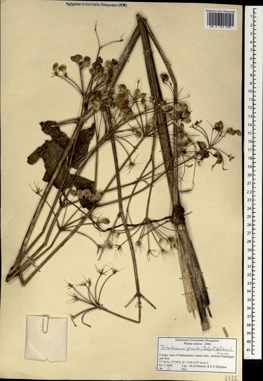 Tetrataenium grande, Зарубежная Азия (ASIA) (Индия)