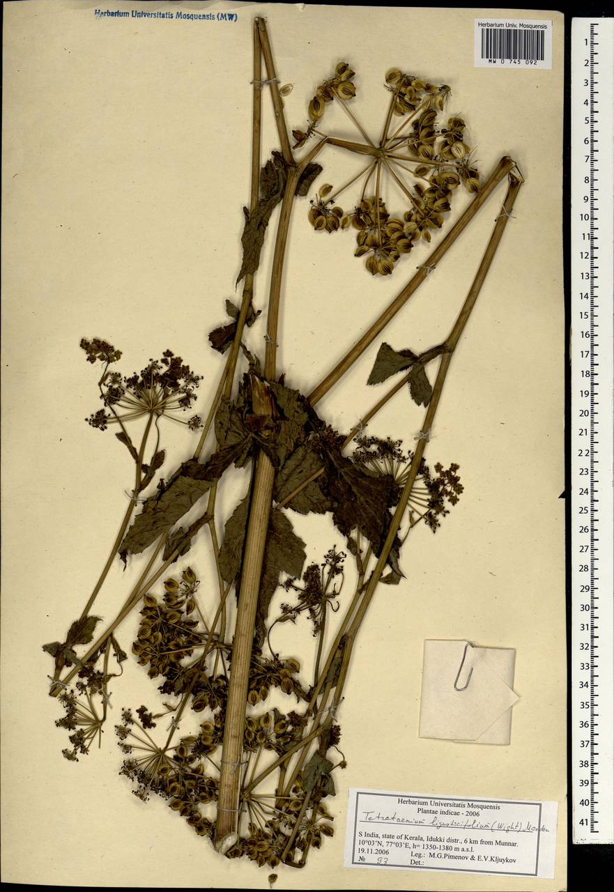 Tetrataenium rigens (Wall. ex DC.) Manden., Зарубежная Азия (ASIA) (Индия)