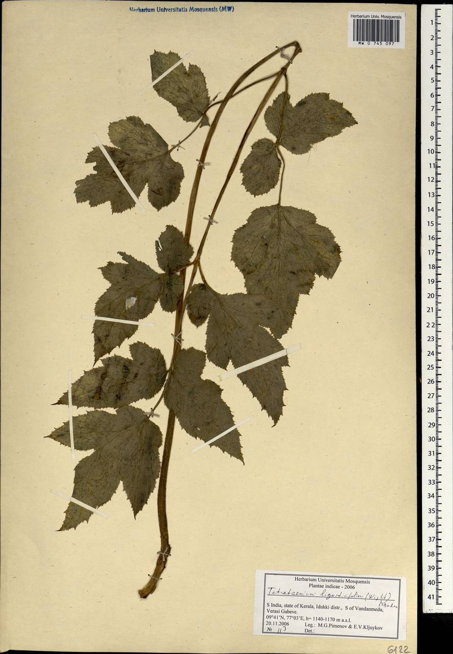 Tetrataenium rigens (Wall. ex DC.) Manden., Зарубежная Азия (ASIA) (Индия)