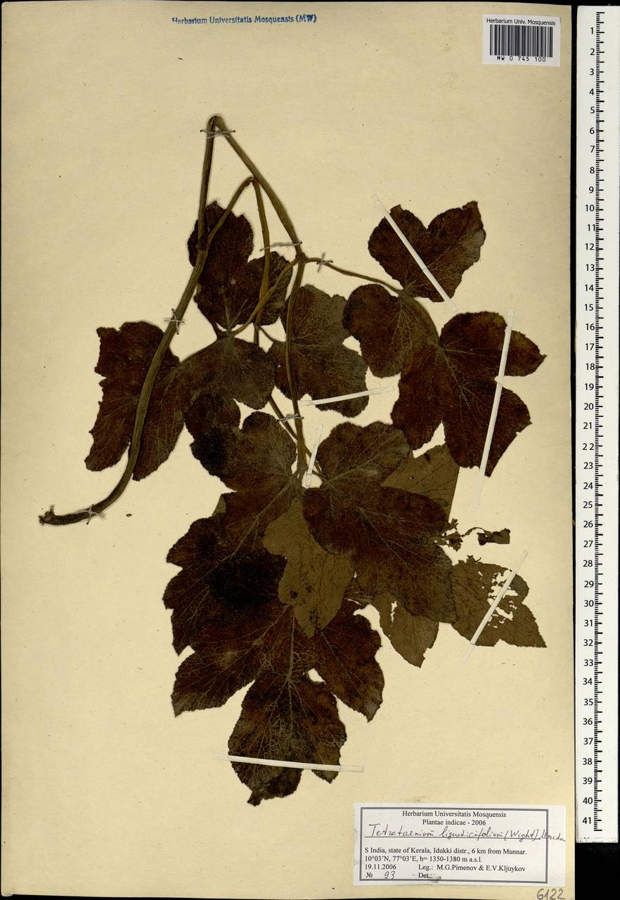 Tetrataenium rigens (Wall. ex DC.) Manden., Зарубежная Азия (ASIA) (Индия)