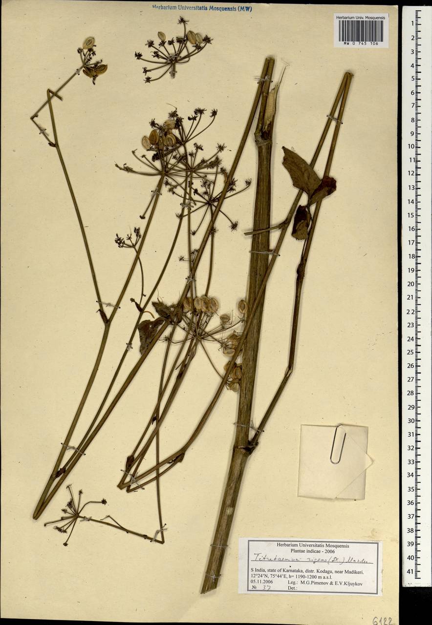 Tetrataenium rigens (Wall. ex DC.) Manden., Зарубежная Азия (ASIA) (Индия)
