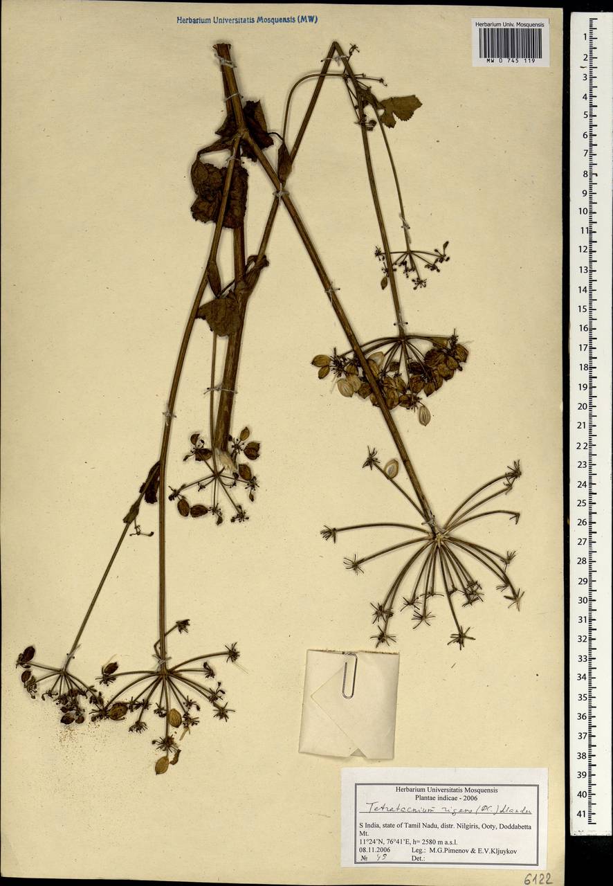 Tetrataenium rigens (Wall. ex DC.) Manden., Зарубежная Азия (ASIA) (Индия)
