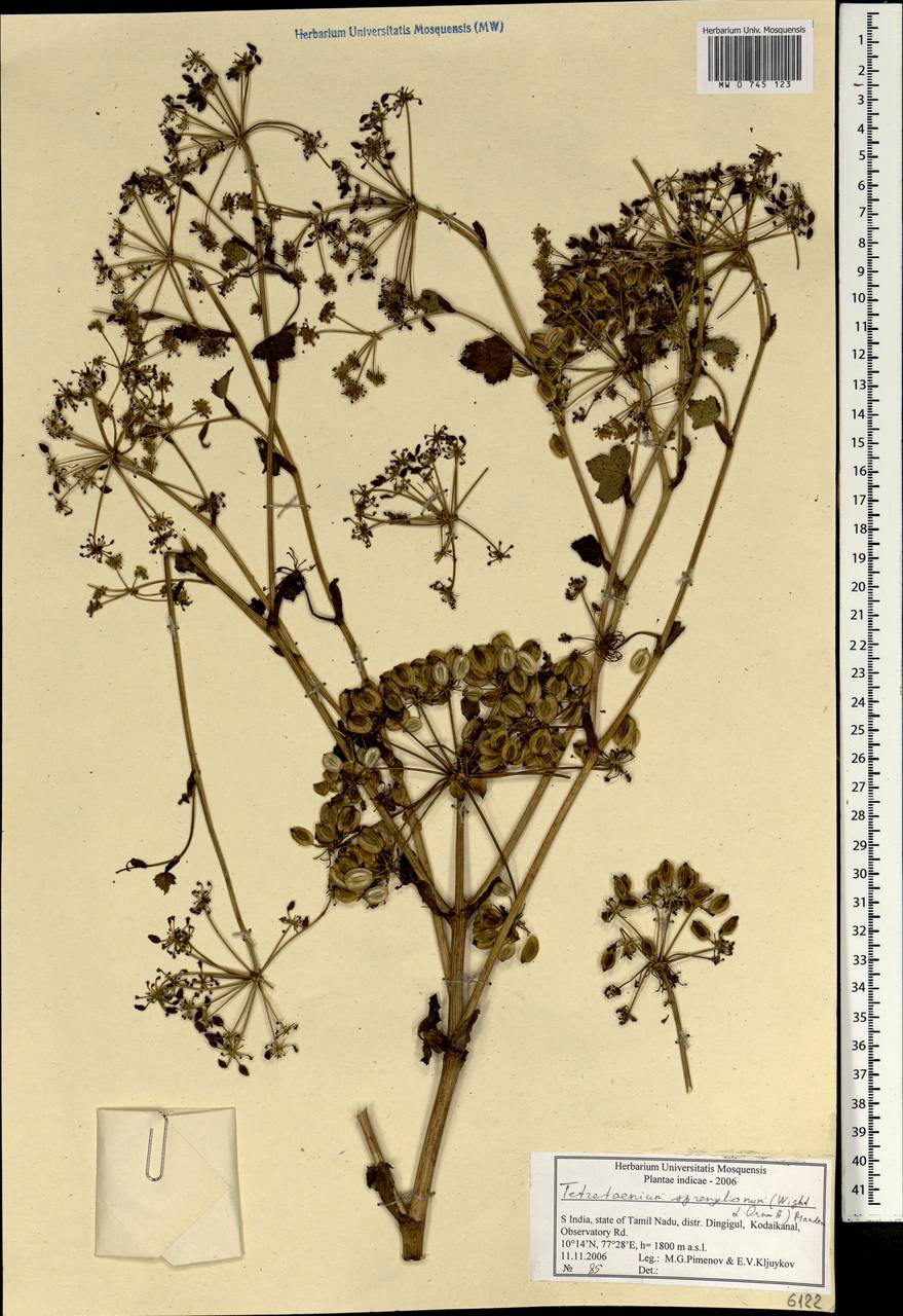 Четырехленточник Шпренгеля (Wight & Arn.) Manden., Зарубежная Азия (ASIA) (Индия)