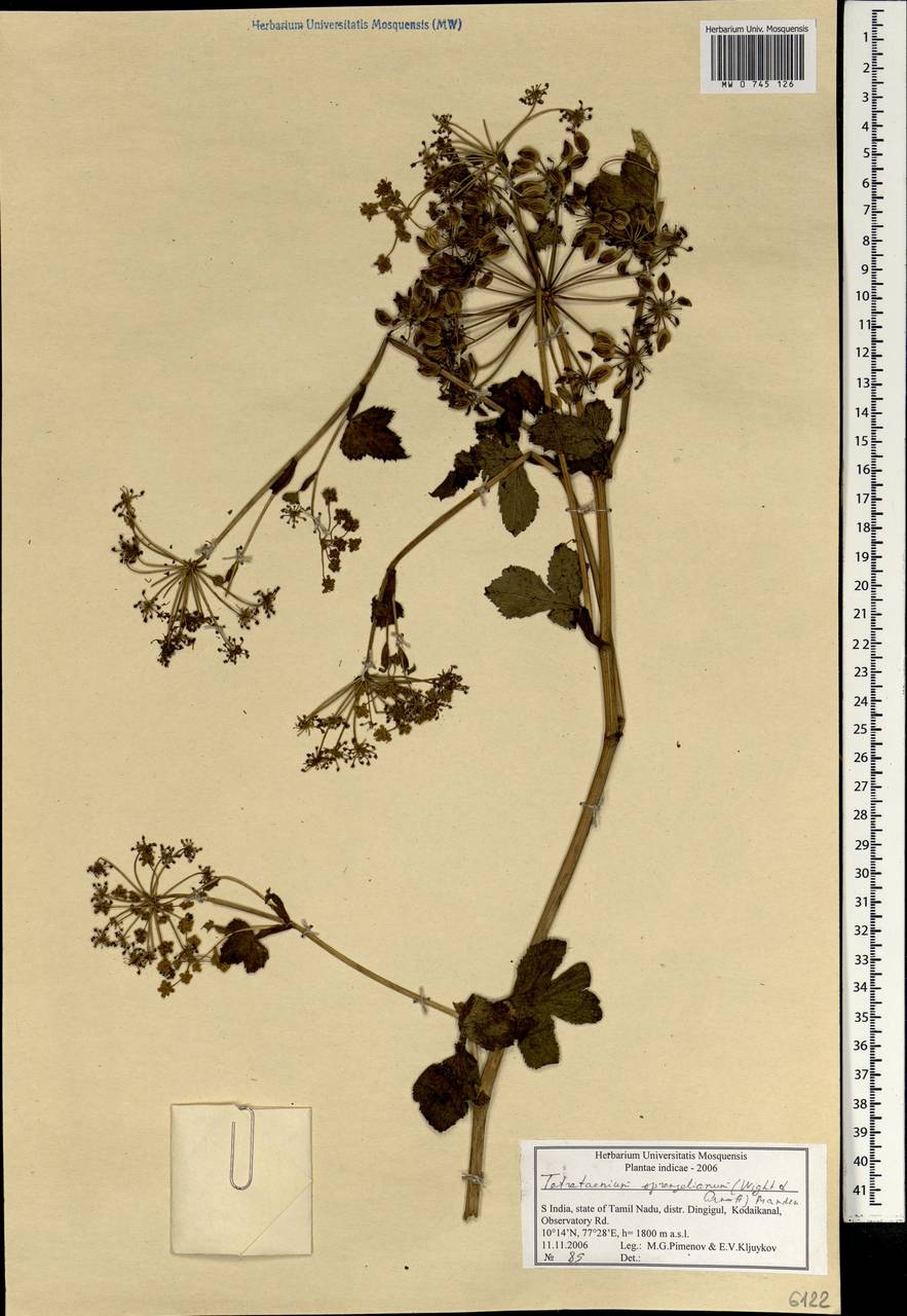 Четырехленточник Шпренгеля (Wight & Arn.) Manden., Зарубежная Азия (ASIA) (Индия)