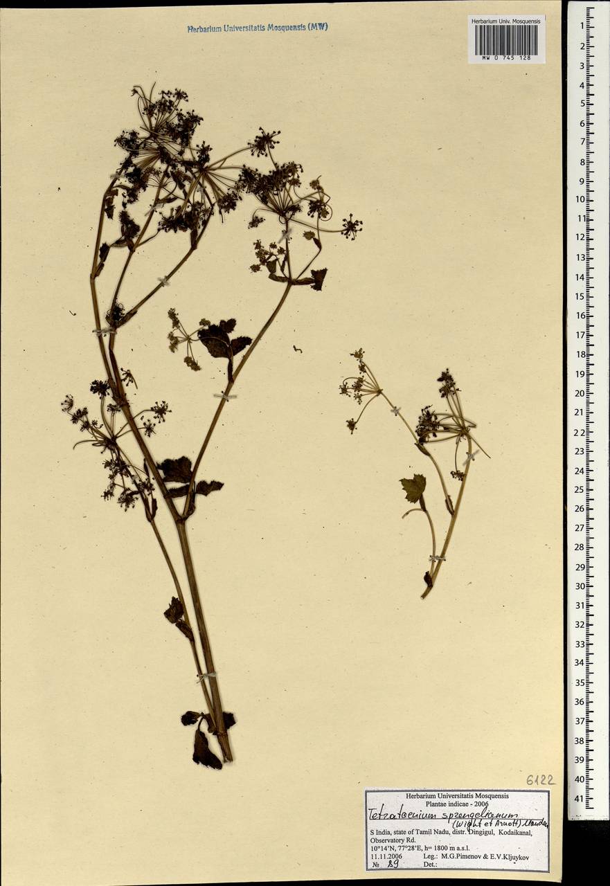 Четырехленточник Шпренгеля (Wight & Arn.) Manden., Зарубежная Азия (ASIA) (Индия)