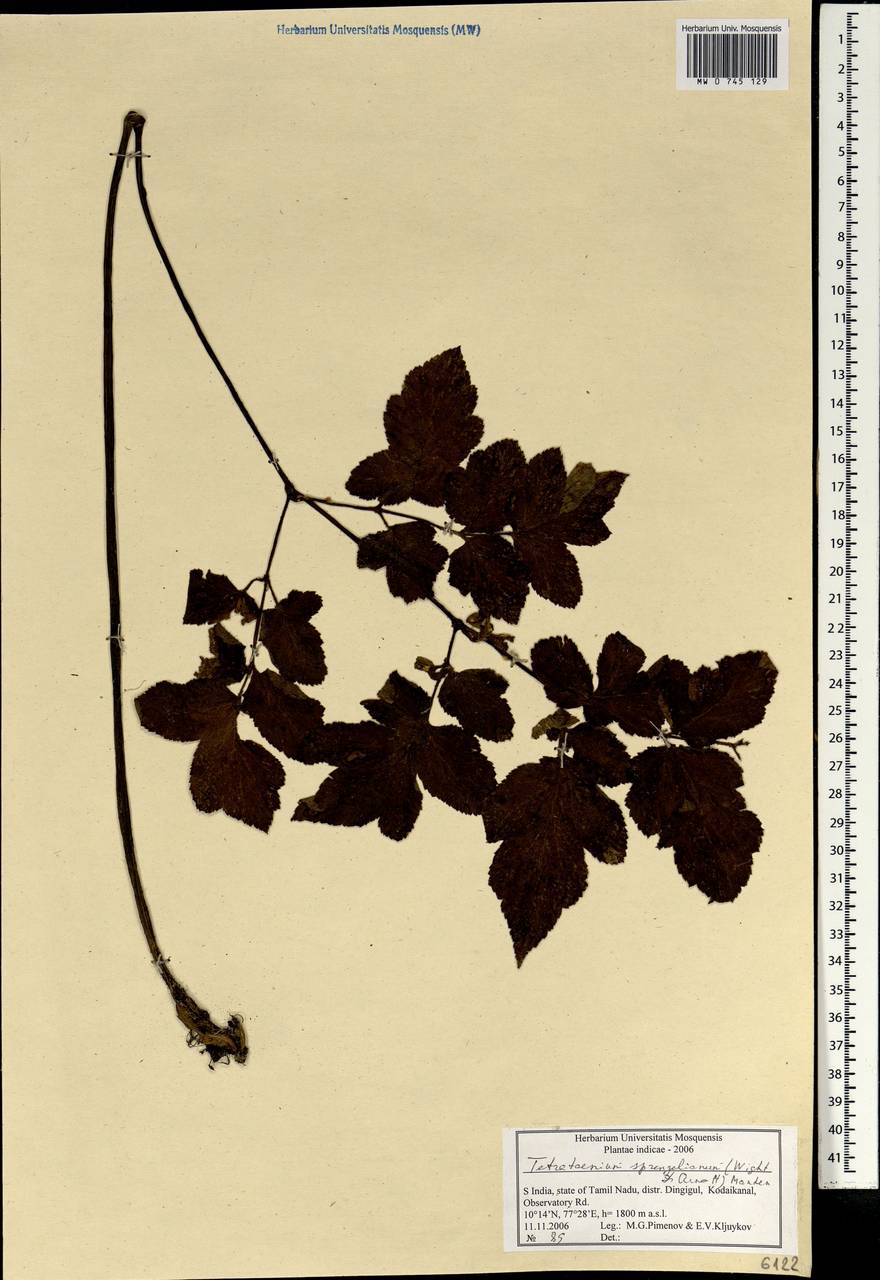 Четырехленточник Шпренгеля (Wight & Arn.) Manden., Зарубежная Азия (ASIA) (Индия)