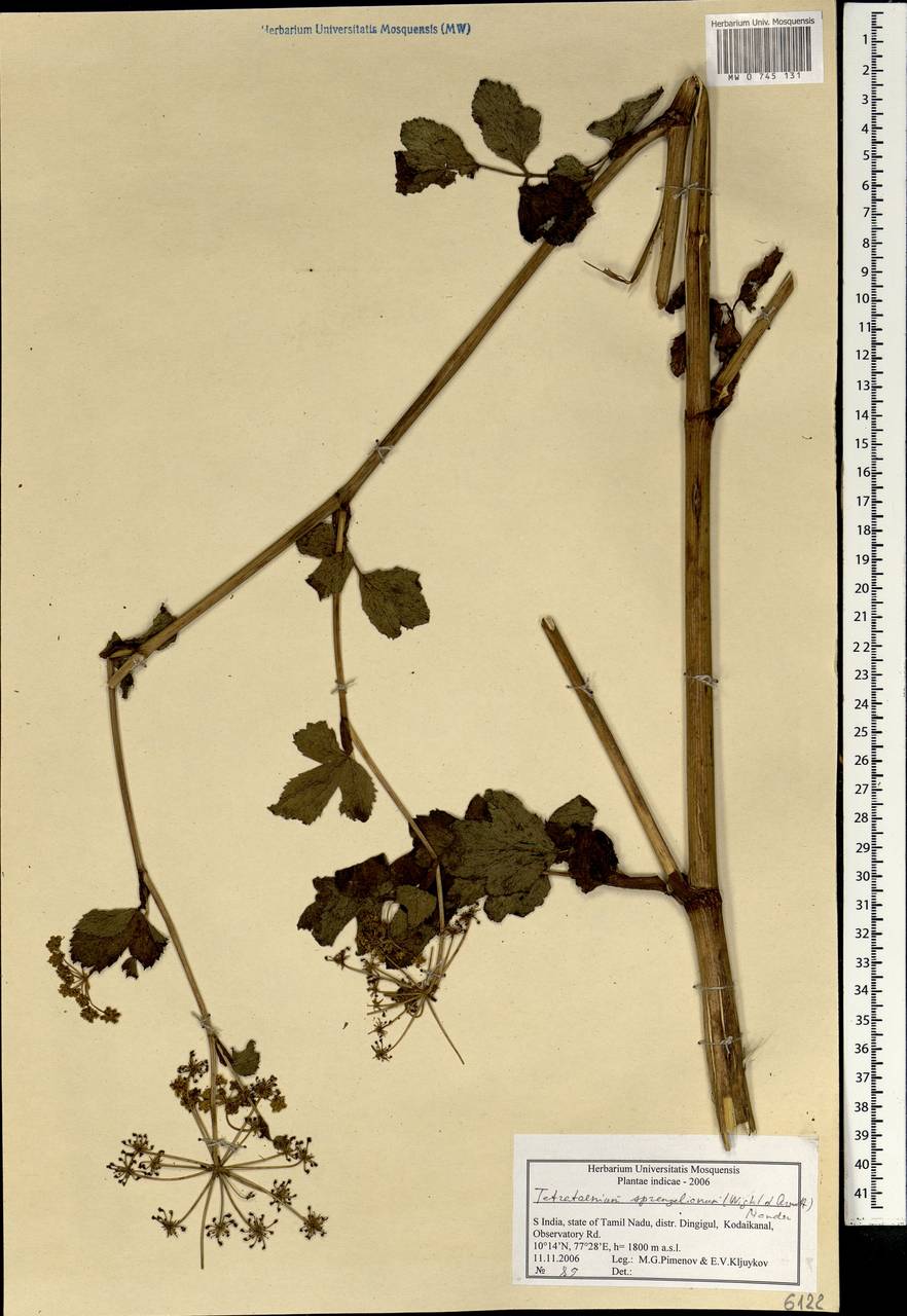 Четырехленточник Шпренгеля (Wight & Arn.) Manden., Зарубежная Азия (ASIA) (Индия)