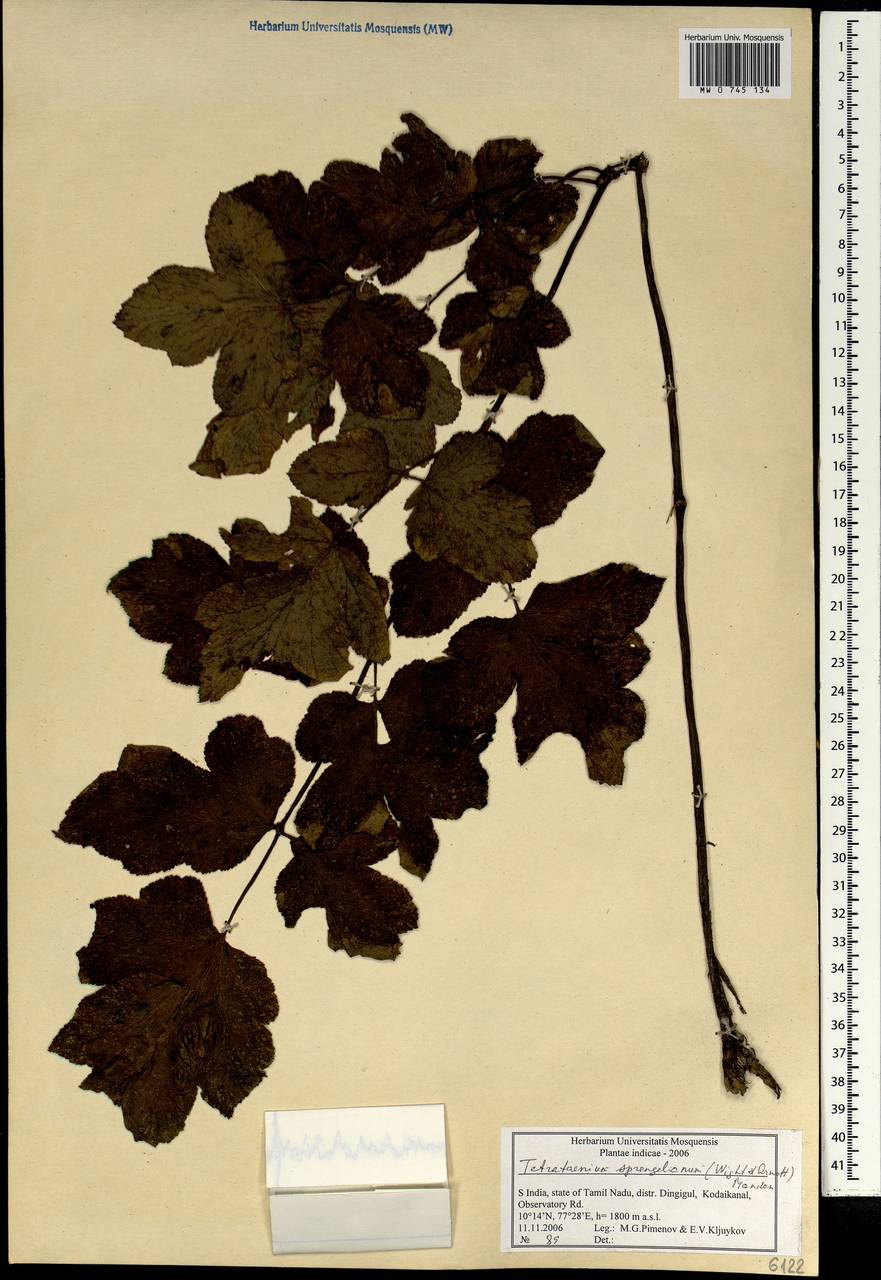 Четырехленточник Шпренгеля (Wight & Arn.) Manden., Зарубежная Азия (ASIA) (Индия)