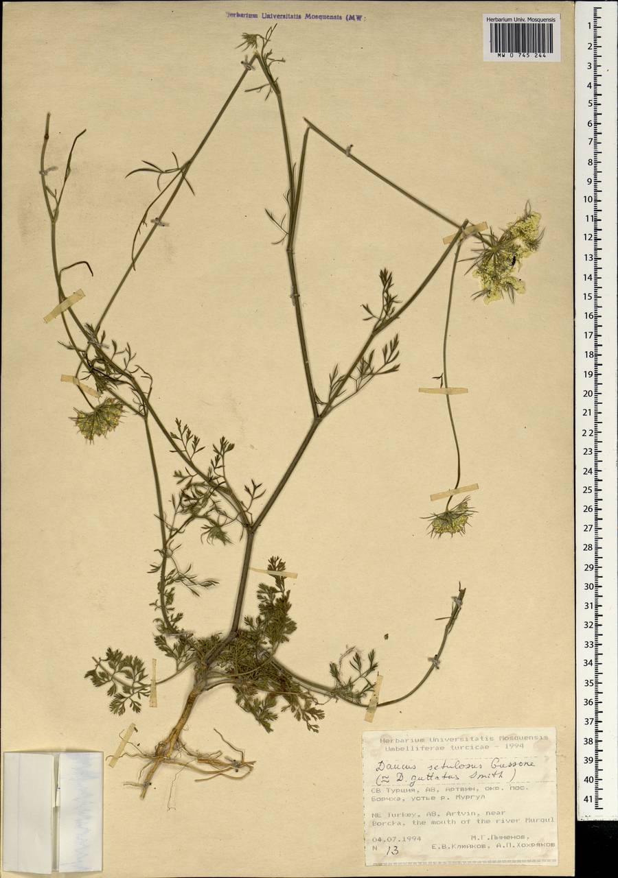 Daucus guttatus subsp. guttatus, Зарубежная Азия (ASIA) (Турция)