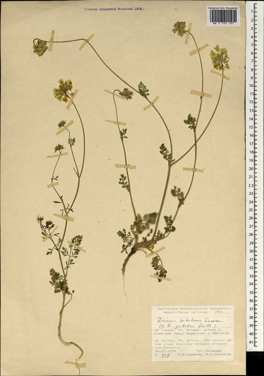 Daucus guttatus subsp. guttatus, Зарубежная Азия (ASIA) (Турция)