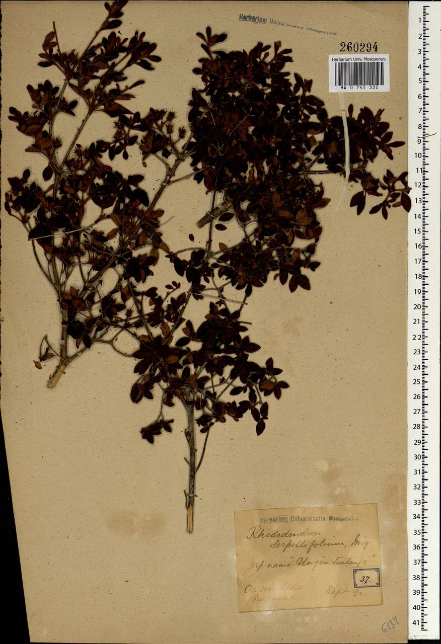 Rhododendron serpyllifolium (A. Gray) Miq., Зарубежная Азия (ASIA) (Япония)