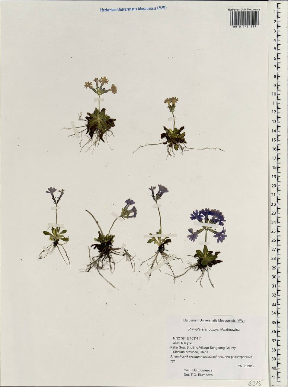 Primula stenocalyx Maxim., Зарубежная Азия (ASIA) (КНР)
