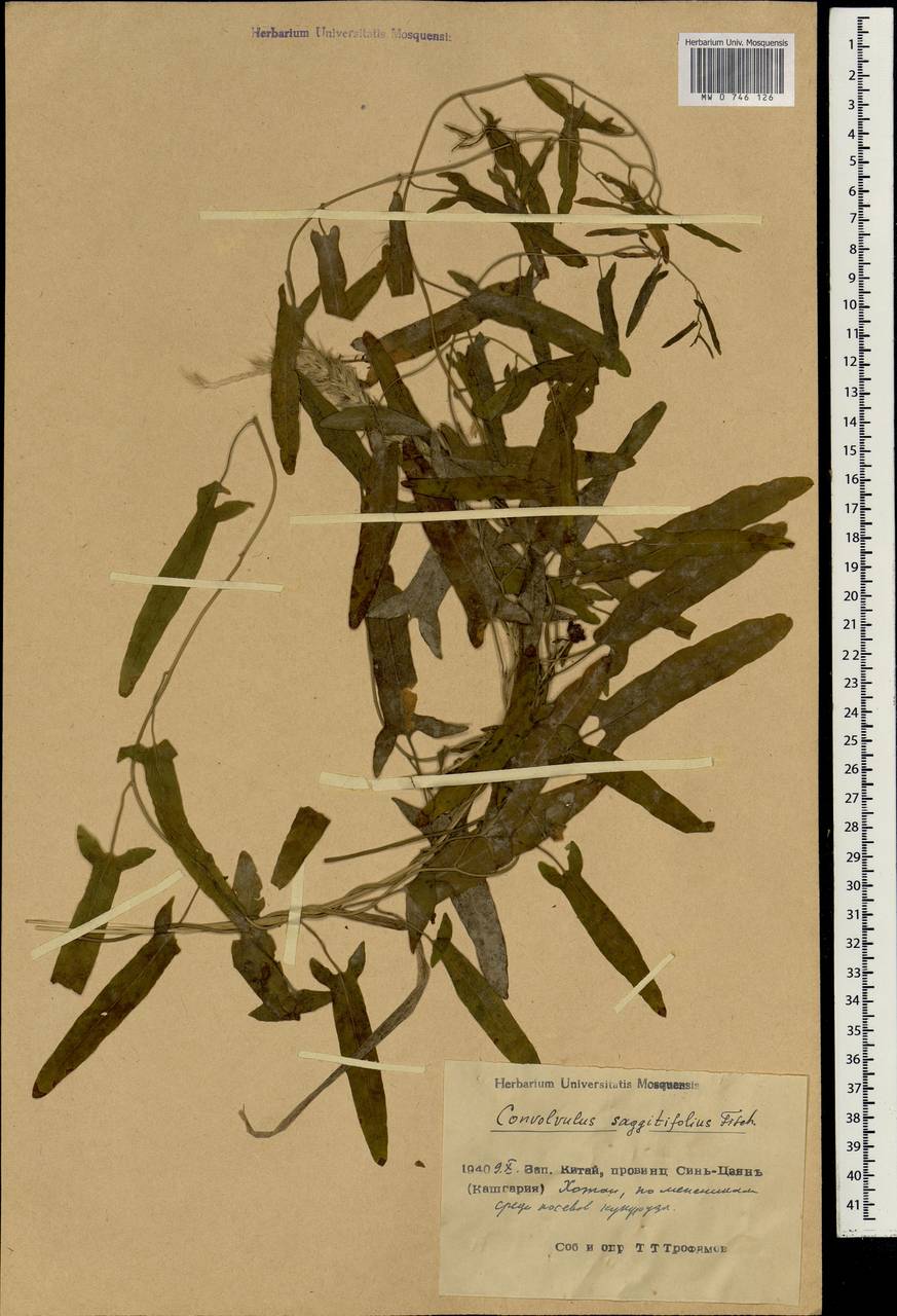 Вьюнок китайский, Зарубежная Азия (ASIA) (КНР)