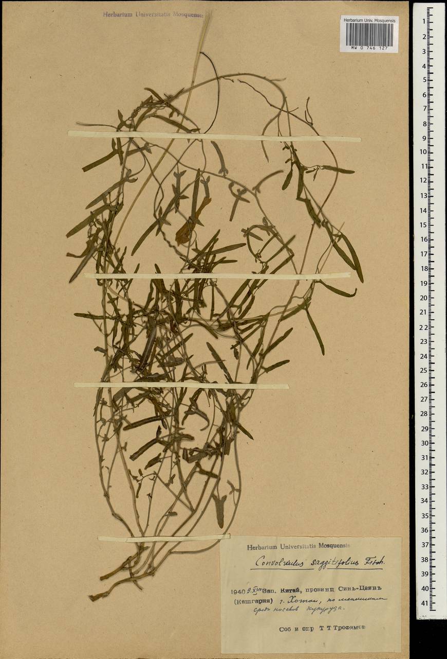 Вьюнок китайский, Зарубежная Азия (ASIA) (КНР)