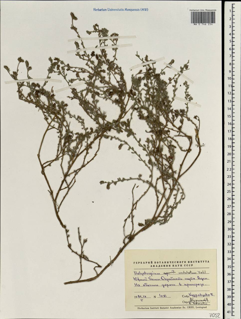 Heliotropium bacciferum Forssk., Зарубежная Азия (ASIA) (Йемен)