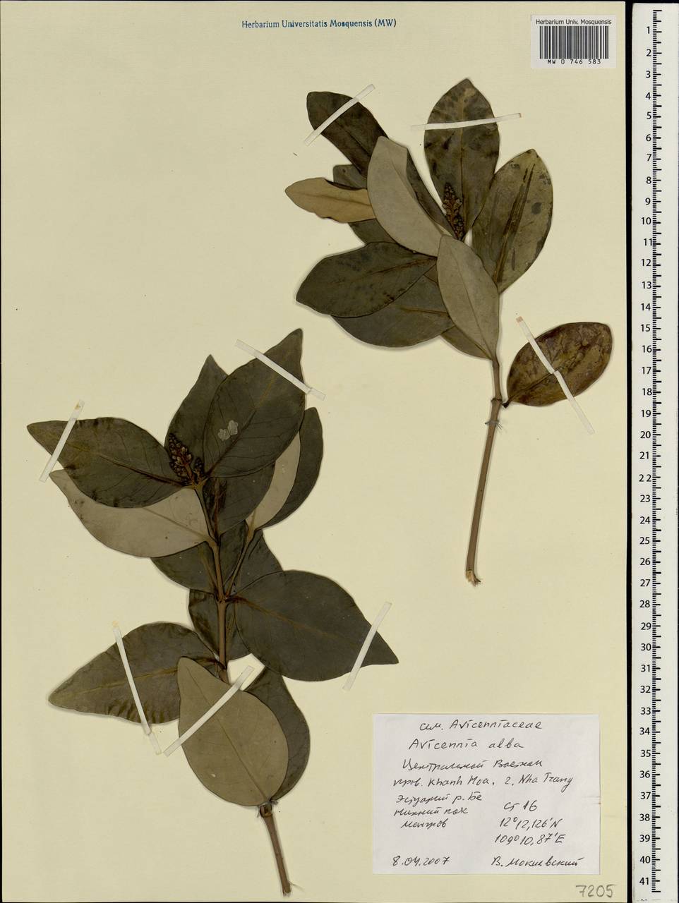 Avicennia marina subsp. marina, Зарубежная Азия (ASIA) (Вьетнам)