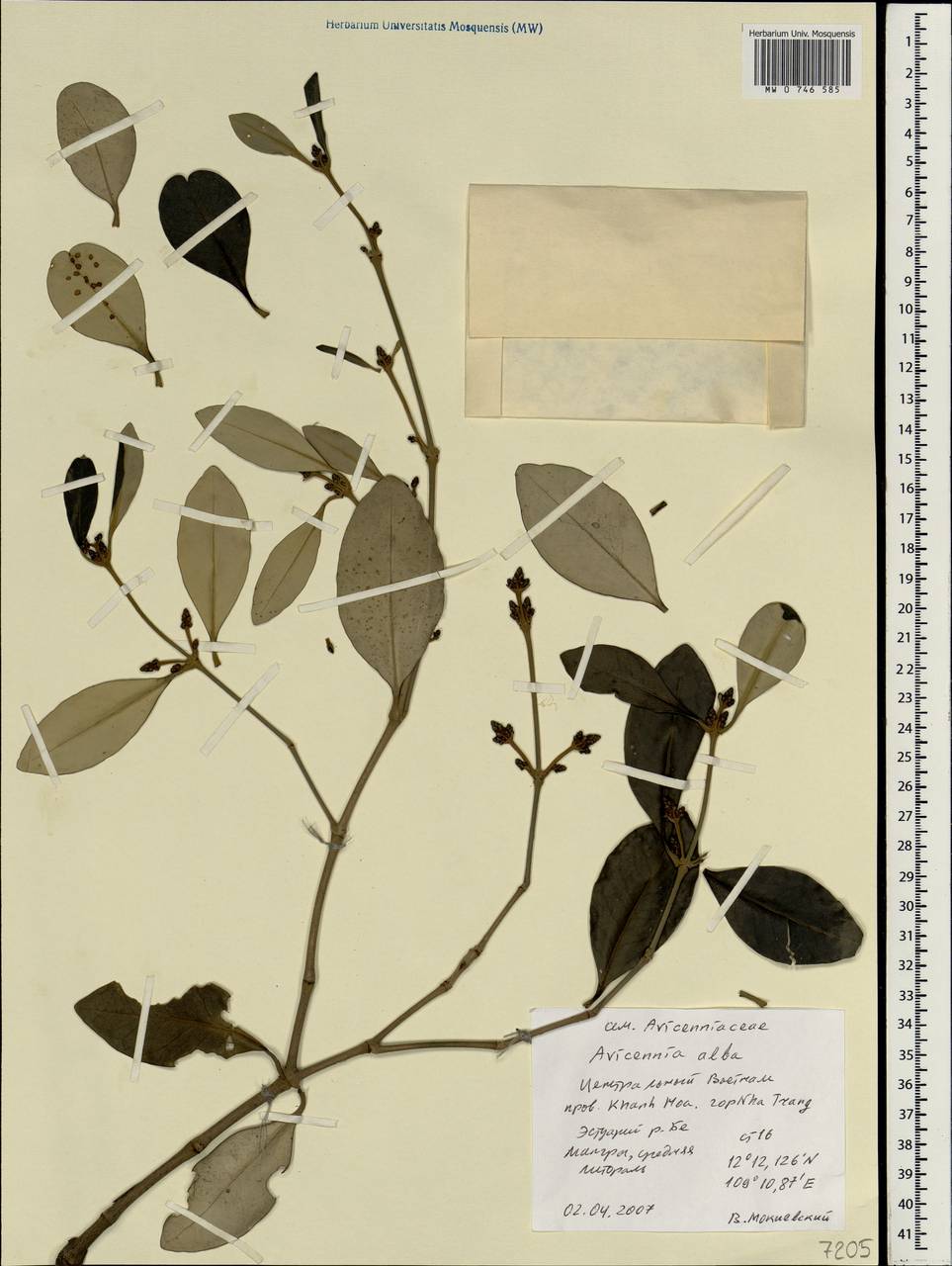 Avicennia marina subsp. marina, Зарубежная Азия (ASIA) (Вьетнам)