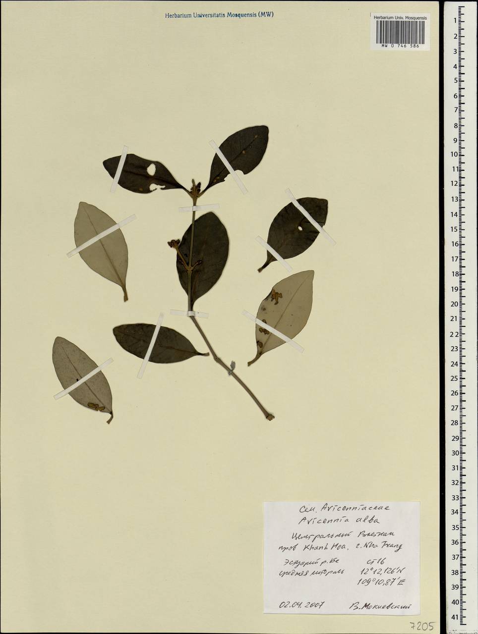 Avicennia marina subsp. marina, Зарубежная Азия (ASIA) (Вьетнам)