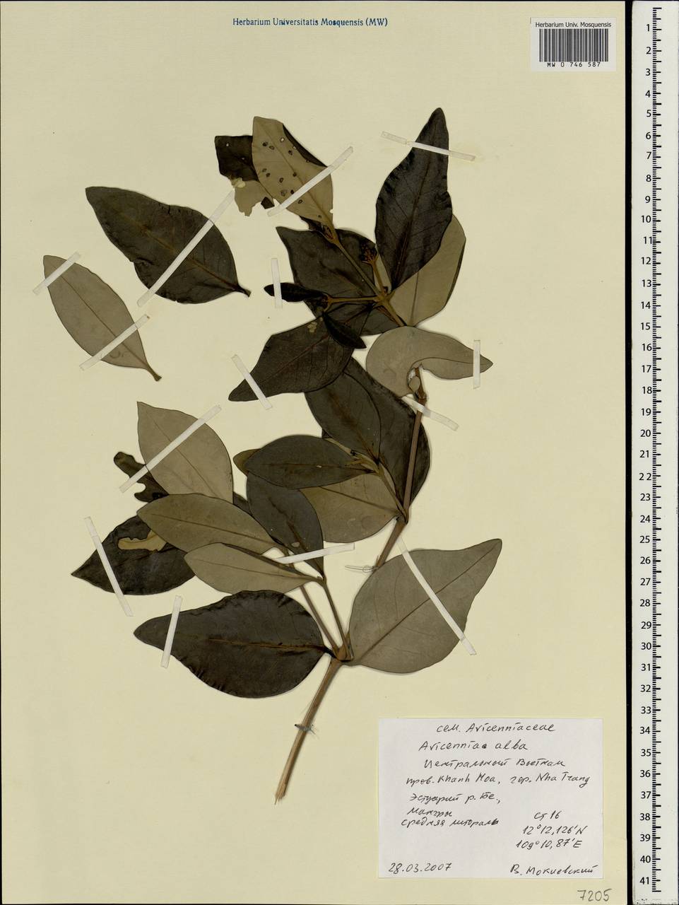 Avicennia marina subsp. marina, Зарубежная Азия (ASIA) (Вьетнам)