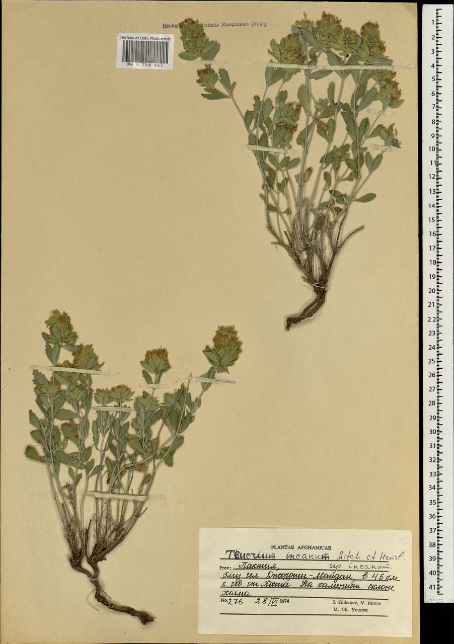 Teucrium stocksianum subsp. incanum (Hedge & Lamond) Rech.f., Зарубежная Азия (ASIA) (Афганистан)