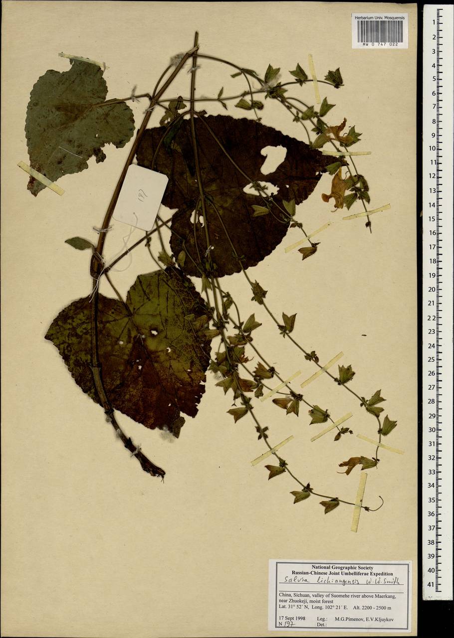 Salvia aerea H.Lév., Зарубежная Азия (ASIA) (КНР)