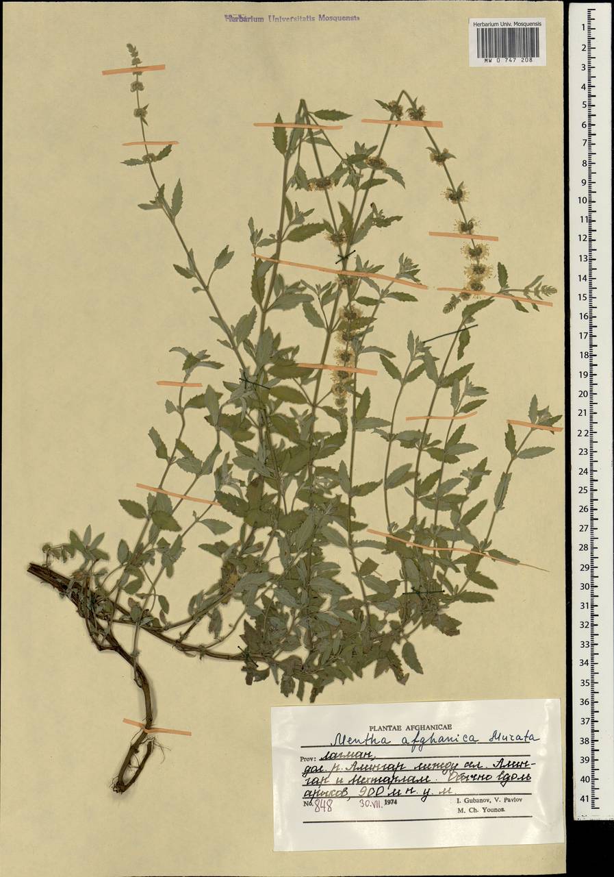 Mentha royleana var. afghanica (Murata) Rech.f., Зарубежная Азия (ASIA) (Афганистан)