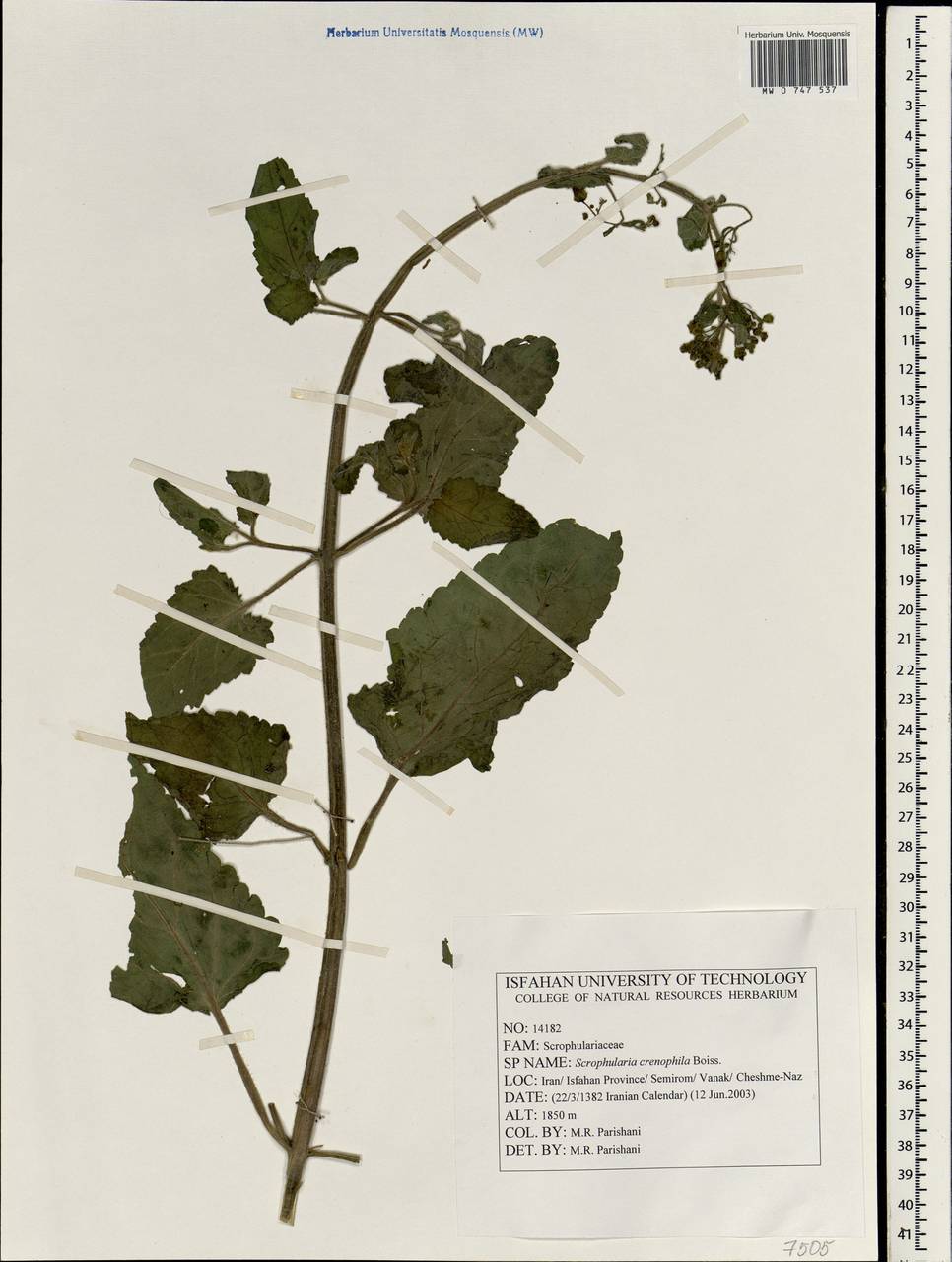 Scrophularia crenophila Boiss., Зарубежная Азия (ASIA) (Иран)