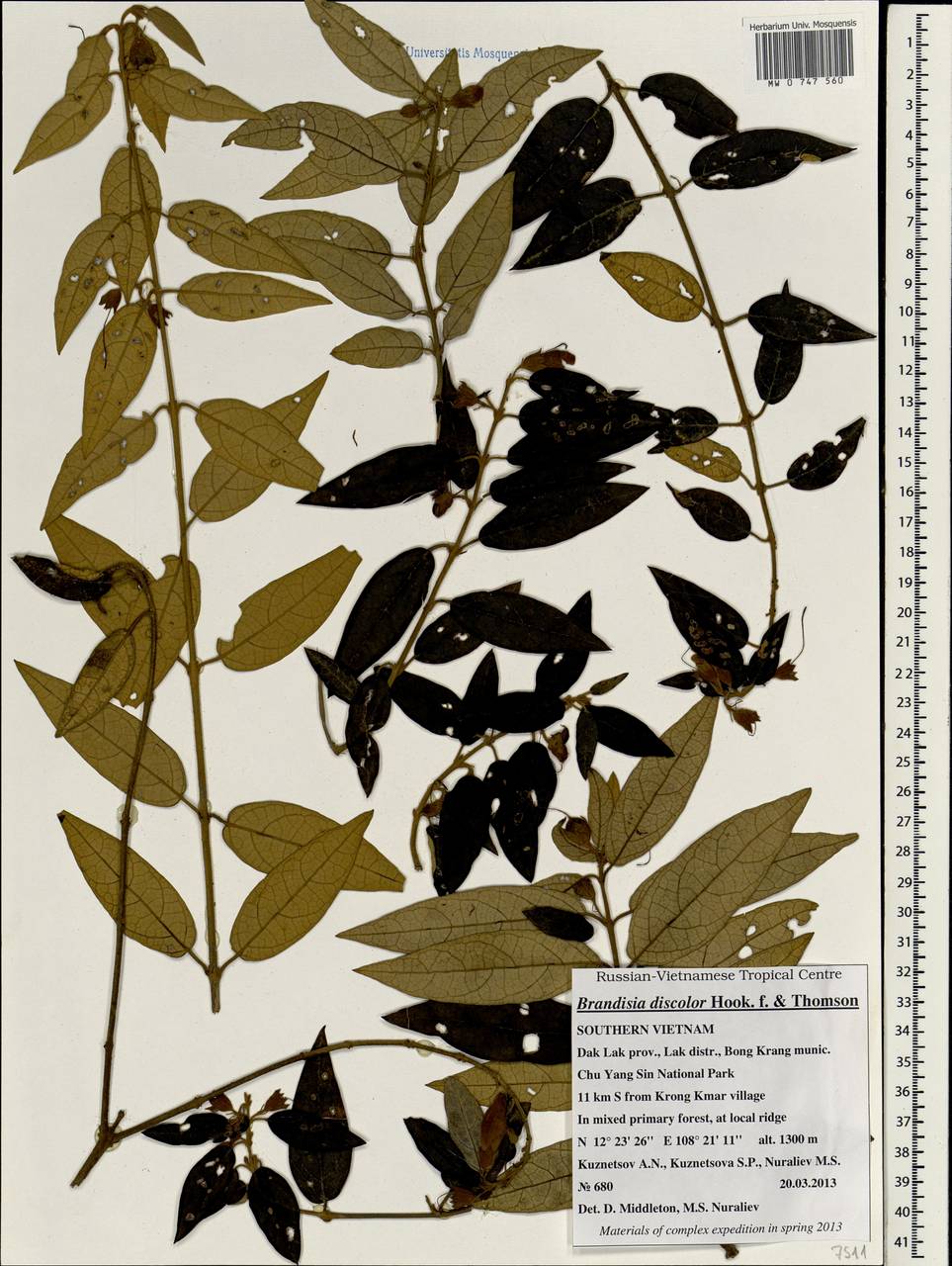 Brandisia discolor Hook. fil. & Thomson, Зарубежная Азия (ASIA) (Вьетнам)