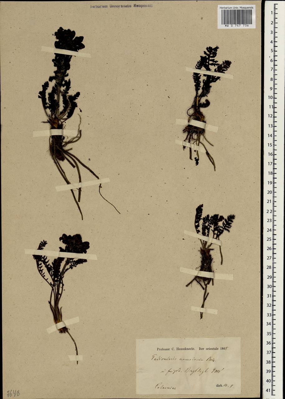 Pedicularis acmodonta Boiss., Зарубежная Азия (ASIA) (Турция)