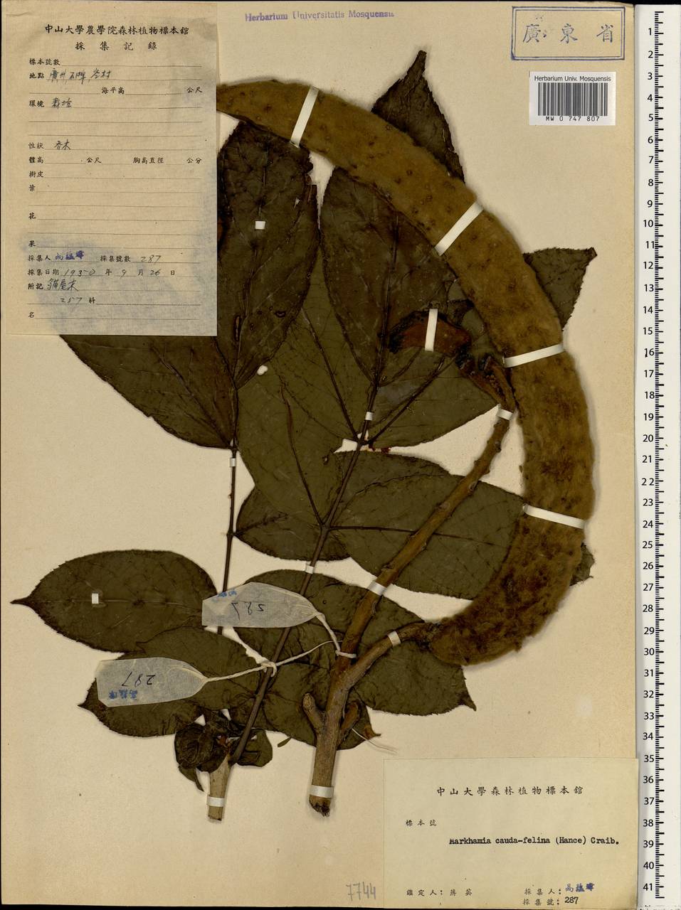 Markhamia stipulata var. kerrii Sprague, Зарубежная Азия (ASIA) (КНР)