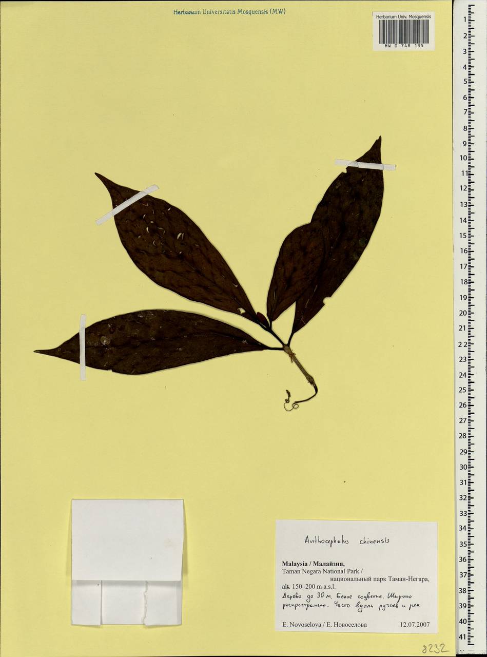 Breonia chinensis (Lam.) Capuron, Зарубежная Азия (ASIA) (Малайзия)