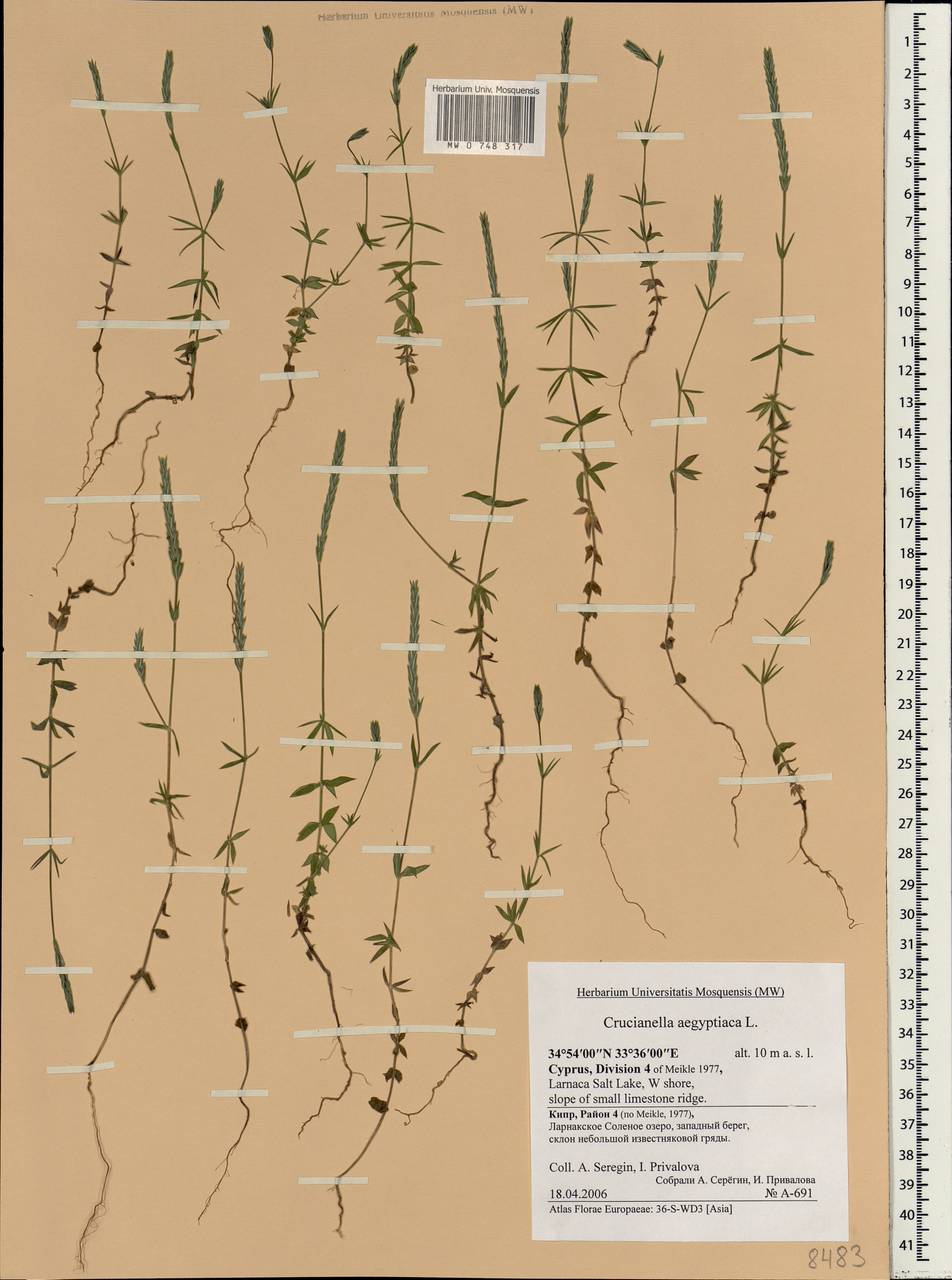 Crucianella aegyptiaca L., Зарубежная Азия (ASIA) (Кипр)