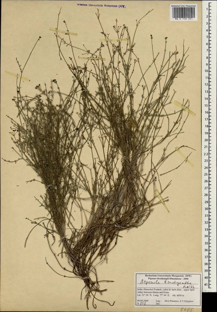 Asperula brachyantha Boiss., Зарубежная Азия (ASIA) (Индия)