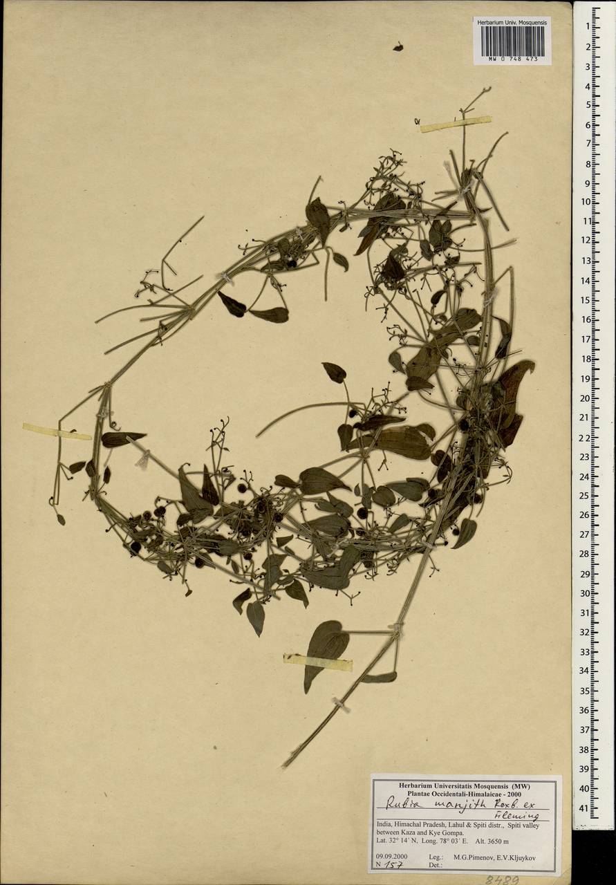 Rubia manjith Roxb., Зарубежная Азия (ASIA) (Индия)