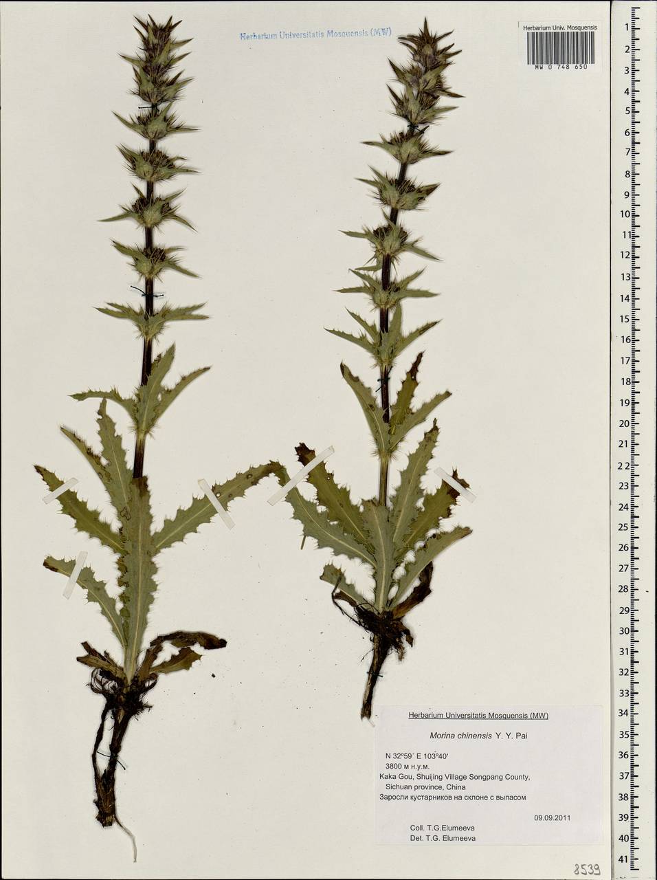Cryptothladia chinensis (Batalin ex Diels) M. J. Cannon, Зарубежная Азия (ASIA) (КНР)