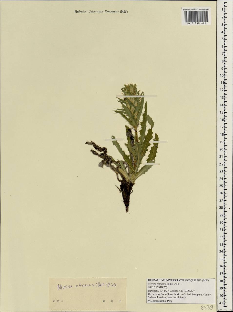 Cryptothladia chinensis (Batalin ex Diels) M. J. Cannon, Зарубежная Азия (ASIA) (КНР)